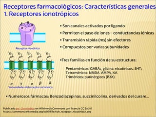 Publicado por ChristianBier en WikimediaCommons con licencia CC By 3.0
https://commons.wikimedia.org/wiki/File:Ach_rezeptor_nicotinisch.svg
Receptores farmacológicos: Características generales
1. Receptores ionotrópicos
 Son canales activados por ligando
 Permiten el paso de iones – conductancias iónicas
 Transmisión rápida (ms) sin efectores
 Compuestos por varias subunidades
Receptor nicotínico
Subunidades del receptor nicotínico
Tres familias en función de su estructura:
Pentaméricos: GABAA, glicina, nicotínicos, 5HT3
Tetraméricos: NMDA. AMPA, KA
Triméricos: purinérgicos (P2X)
 Numerosos fármacos: Benzodiazepinas, succinilcolina, derivados del curare…
 