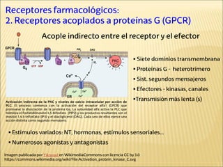 Imagen publicada por Yikrazuul en WikimediaCommons con licencia CC by 3.0
https://commons.wikimedia.org/wiki/File:Activation_protein_kinase_C.svg
Receptores farmacológicos:
2. Receptores acoplados a proteínas G (GPCR)
 Siete dominios transmembrana
 Proteínas G - heterotrímero
 Sist. segundos mensajeros
 Efectores - kinasas, canales
Transmisión más lenta (s)
Acople indirecto entre el receptor y el efector
Activación indirecta de la PKC y niveles de calcio intracelular por acción de
PLC. El proceso comienza con la activación del receptor alfa1 (GPCR) que
promueve la disociación de la proteína Gq. La subunidad alfa activa la PLC que
hidroliza el fosfatidilinositol 4,5-bifosfato (PIP2) y los productos resultantes son el
inositol 1,4,5-trifosfato (IP3) y el diacilglicerol (DAG). Cada uno de ellos ejerce una
acción distinta como segundo mensajero.
 Estímulos variados: NT, hormonas, estímulos sensoriales...
 Numerosos agonistas y antagonistas
 
