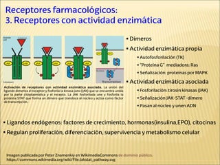 Receptores farmacológicos:
3. Receptores con actividad enzimática
Imagen publicada por Peter Znamenkiy en WikimediaCommons de dominio público.
https://commons.wikimedia.org/wiki/File:Jakstat_pathway.svg
 Dímeros
 Actividad enzimática propia
 Autofosforilación (TK)
 “Proteína G” mediadora: Ras
 Señalización proteínas por MAPK
 Actividad enzimática asociada
 Fosforilación: tirosin kinasas (JAK)
 Señalización JAK-STAT -dímero
 Pasan al núcleo y unen ADN
 Ligandos endógenos: factores de crecimiento, hormonas(insulina,EPO), citocinas
 Regulan proliferación, diferenciación, supervivencia y metabolismo celular
Activación de receptores con actividad enzimática asociada. La unión del
ligando dimeriza el receptor y fosforila la kinasa jano (JAK) que se encuentra unida
por la parte citoplasmática y el recepto. La JAK fosforilada une y fosforila la
proteína STAT que forma un dímero que transloca al núcleo y actúa como factor
de transcripción.
 