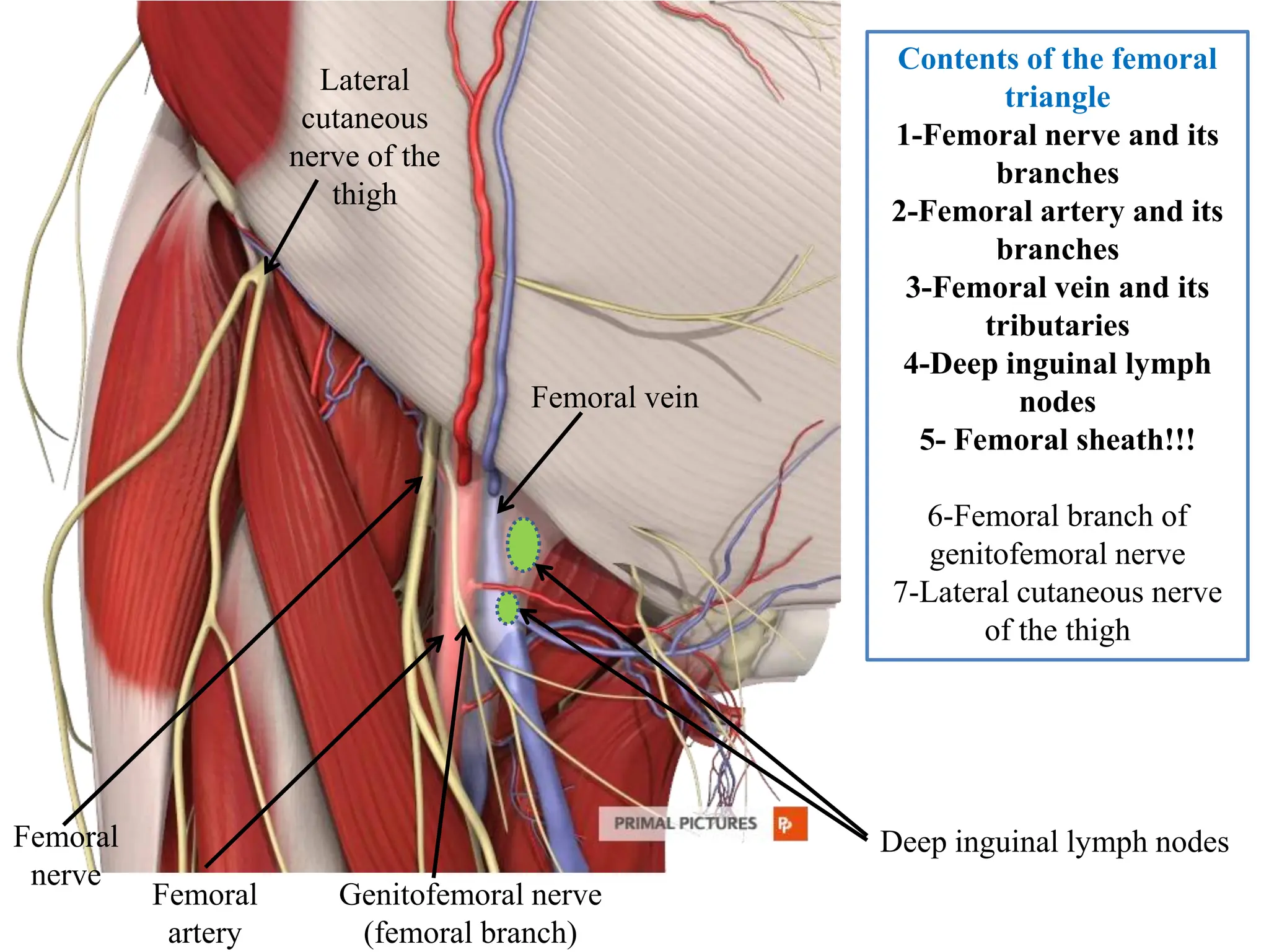 Femoral Nerve Branches In Femoral Triangle