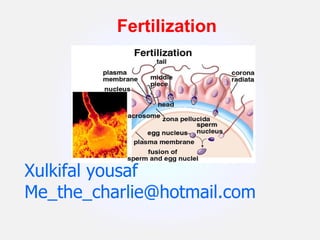 Xulkifal yousaf [email_address] Fertilization 