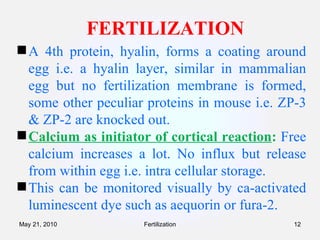 FERTILIZATION A 4th protein, hyalin, forms a coating around egg i.e. a hyalin layer, similar in mammalian egg but no fertilization membrane is formed, some other peculiar proteins in mouse i.e. ZP-3 & ZP-2 are knocked out. Calcium as initiator of cortical reaction :   Free calcium increases a lot. No influx but release from within egg i.e. intra cellular storage.  This can be monitored visually by ca-activated luminescent dye such as aequorin or fura-2. Fertilization May 21, 2010 