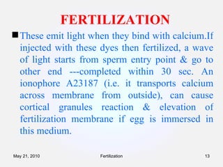 FERTILIZATION These emit light when they bind with calcium.If injected with these dyes then fertilized, a wave of light starts from sperm entry point & go to other end ---completed within 30 sec. An ionophore A23187 (i.e. it transports calcium across membrane from outside), can cause cortical granules reaction & elevation of fertilization membrane if egg is immersed in this medium. Fertilization May 21, 2010 