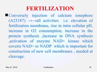 FERTILIZATION Conversely injection of calcium ionophore (A23187) ->->all activities  i.e. elevation of fertilization membrane, rise in intra cellular pH, increase in O2 consumption, increase in the protein synthesis ,increase in DNA synthesis ,activation of enzyme NAD+ kinase which coverts NAD+ to NADP  which is important for construction of new cell membranes , needed at cleavage. Fertilization May 21, 2010 