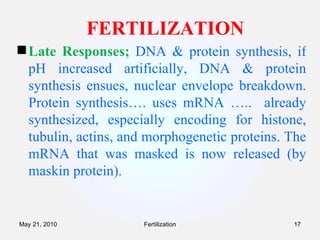 FERTILIZATION Late Responses;  DNA & protein synthesis, if pH increased artificially, DNA & protein synthesis ensues, nuclear envelope breakdown. Protein synthesis…. uses mRNA …..  already synthesized, especially encoding for histone, tubulin, actins, and morphogenetic proteins. The mRNA that was masked is now released (by maskin protein). Fertilization May 21, 2010 