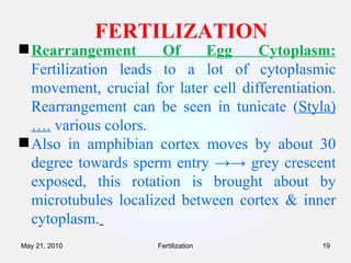 FERTILIZATION Rearrangement Of Egg Cytoplasm:  Fertilization leads to a lot of cytoplasmic movement, crucial for later cell differentiation. Rearrangement can be seen in tunicate ( Styla)….  various colors.  Also in amphibian cortex moves by about 30 degree towards sperm entry ->-> grey crescent exposed, this rotation is brought about by microtubules localized between cortex & inner cytoplasm.   Fertilization May 21, 2010 