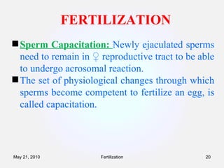 FERTILIZATION Sperm Capacitation:  Newly ejaculated sperms need to remain in ♀ reproductive tract to be able to undergo acrosomal reaction.   The set of physiological changes through which sperms become competent to fertilize an egg, is called capacitation. Fertilization May 21, 2010 