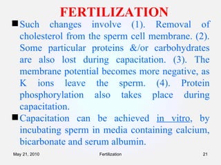 FERTILIZATION Such changes involve (1). Removal of cholesterol from the sperm cell membrane. (2). Some particular proteins &/or carbohydrates are also lost during capacitation. (3). The membrane potential becomes more negative, as K ions leave the sperm. (4). Protein phosphorylation also takes place during capacitation. Capacitation can be achieved  in vitro , by incubating sperm in media containing calcium, bicarbonate and serum albumin.   Fertilization May 21, 2010 