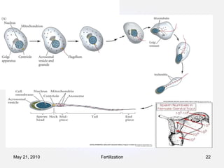 Fertilization May 21, 2010 