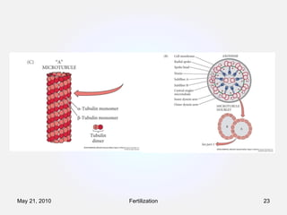 Fertilization May 21, 2010 