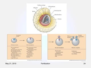 Fertilization May 21, 2010 