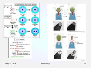 Fertilization May 21, 2010 