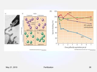 Fertilization May 21, 2010 