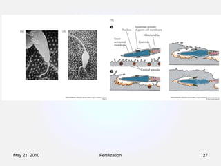 Fertilization May 21, 2010 