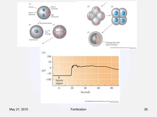 Fertilization May 21, 2010 