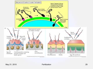 Fertilization May 21, 2010 