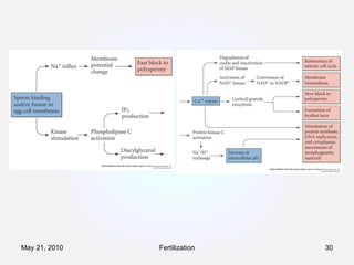 Fertilization May 21, 2010 
