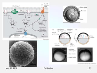 Fertilization May 21, 2010 