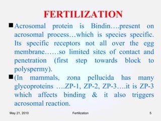 FERTILIZATION Acrosomal protein is Bindin….present on acrosomal process…which is species specific. Its specific receptors not all over the egg membrane……so limited sites of contact and penetration (first step towards block to polyspermy).   (In mammals, zona pellucida has many glycoproteins ….ZP-1, ZP-2, ZP-3….it is ZP-3 which affects binding & it also triggers acrosomal reaction. Fertilization May 21, 2010 