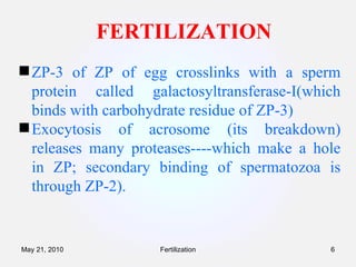 FERTILIZATION ZP-3 of ZP of egg crosslinks with a sperm protein called galactosyltransferase-Ι(which binds with carbohydrate residue of ZP-3) Exocytosis of acrosome (its breakdown) releases many proteases----which make a hole in ZP; secondary binding of spermatozoa is through ZP-2). Fertilization May 21, 2010 