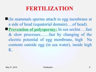 FERTILIZATION (In mammals sperms attach to egg membrane at a side of head (equatorial domain)….of head). Prevention of polyspermy:   In sea urchin …fast & slow processes……fast by changing of the electric potential of egg membrane, high  Na contents outside egg (in sea water), inside high K. Fertilization May 21, 2010 