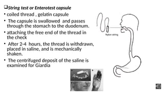 4-flagellates + Giardia r.pptx intistinal protozoa | PPTX