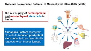 Systemic Rejuvenation Potential of Mesenchymal Stem Cells (MSCs)
But our supply of hematopoietic
and mesenchymal stem cells is
limited.
Yamanaka Factors reprogram
old cells to induced pluripotent
stem cells that can theoretically
regenerate our tissues forever.
 