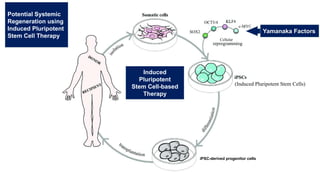 Yamanaka Factors
Potential Systemic
Regeneration using
Induced Pluripotent
Stem Cell Therapy
Cellular
(Induced Pluripotent Stem Cells)
Induced
Pluripotent
Stem Cell-based
Therapy
iPSC-derived progenitor cells
 