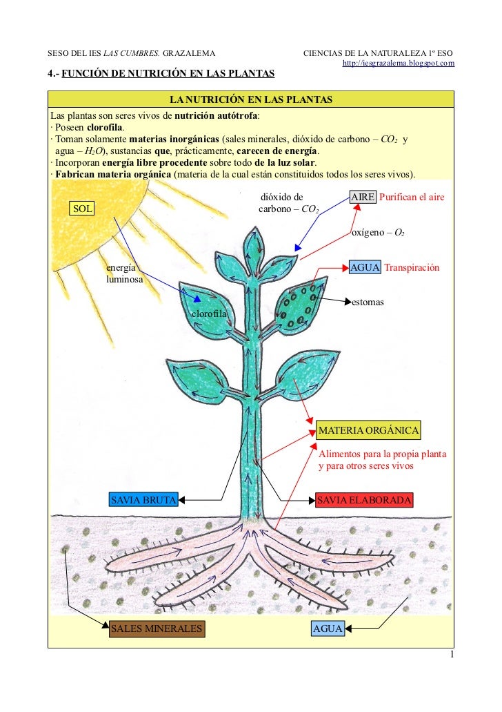 4. Función de nutrición en las plantas