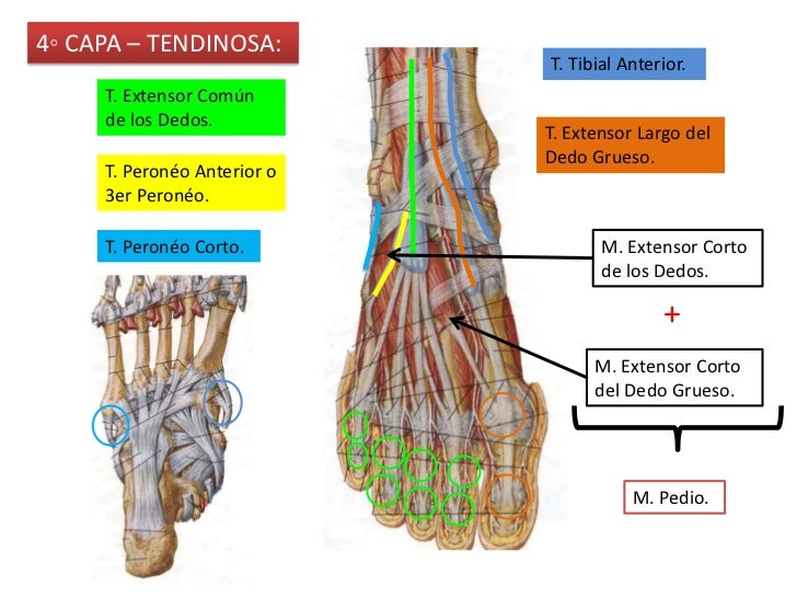 4. garganta de pie y pie
