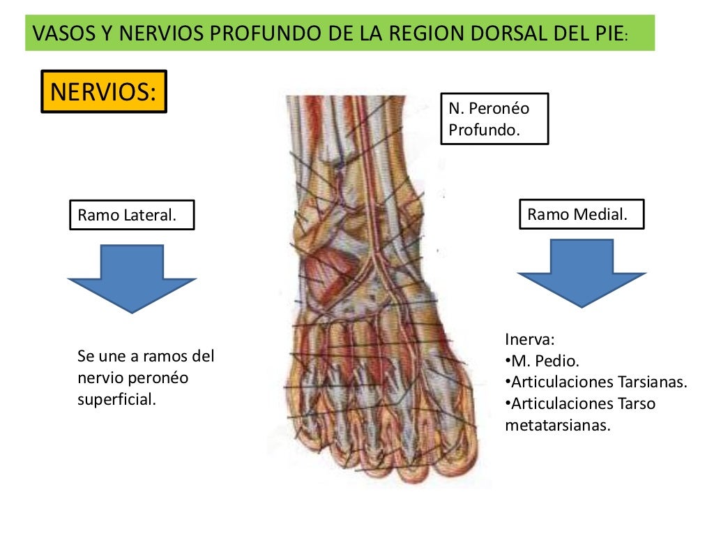 4. garganta de pie y pie