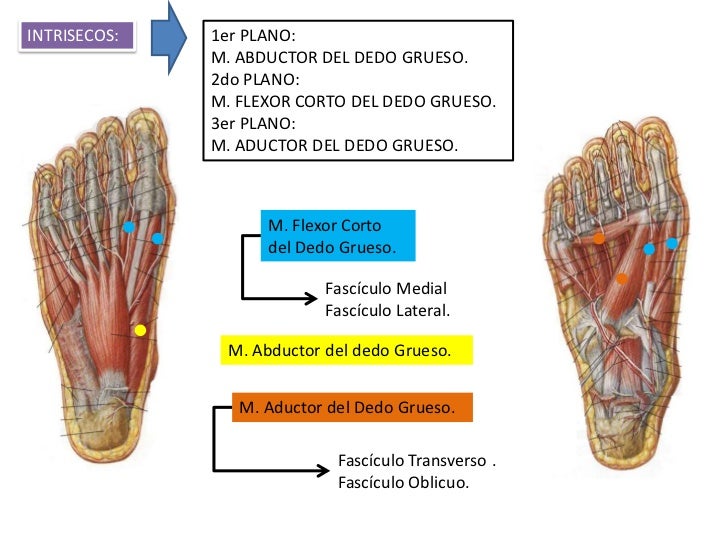 4. garganta de pie y pie
