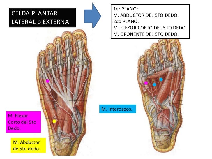4. garganta de pie y pie