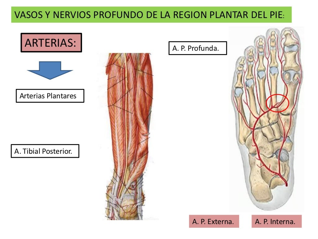 4. garganta de pie y pie