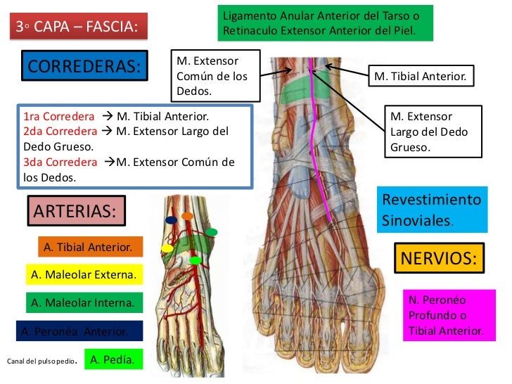 4. garganta de pie y pie