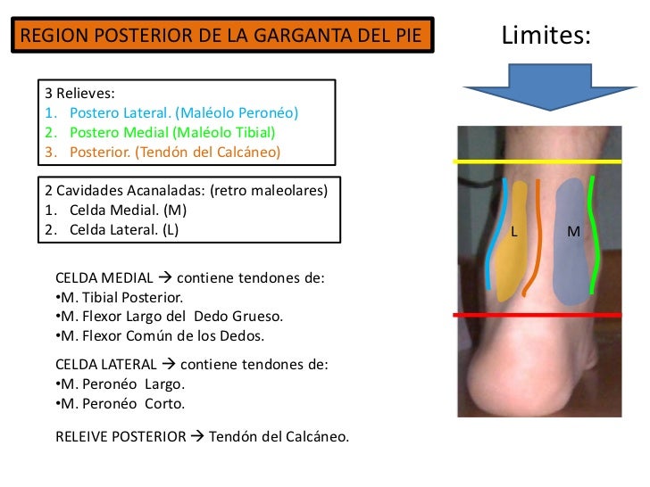 4. garganta de pie y pie