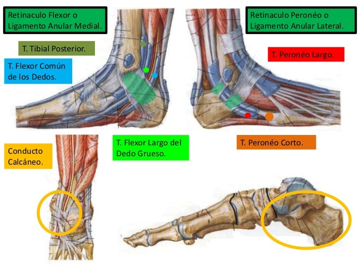 4. garganta de pie y pie