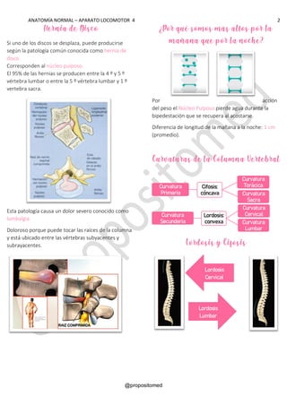 ANATOMÍA NORMAL – APARATO LOCOMOTOR 4 2
@propositomed
Hernia de Disco
Si uno de los discos se desplaza, puede producirse
según la patología común conocida como hernia de
disco.
Corresponden al núcleo pulposo.
El 95% de las hernias se producen entre la 4 º y 5 º
vértebra lumbar o entre la 5 º vértebra lumbar y 1 º
vertebra sacra.
Esta patología causa un dolor severo conocido como
lumbalgia.
Doloroso porque puede tocar las raíces de la columna
y está ubicado entre las vértebras subyacentes y
subrayacentes.
¿Por qué somos más altos por la
mañana que por la noche?
Por acción
del peso el Núcleo Pulposo pierde agua durante la
bipedestación que se recupera al acostarse.
Diferencia de longitud de la mañana a la noche: 1 cm
(promedio).
Curvaturas de la Columna Vertebral
Lordosis y Cifosis
Lordosis
Cervical
Lordosis
Lumbar
Curvatura
Primaria
Cifosis:
cóncava
Curvatura
Torácica
Curvatura
Sacra
Curvatura
Secundaria
Lordosis:
convexa
Curvatura
Cervical
Curvatura
Lumbar
 