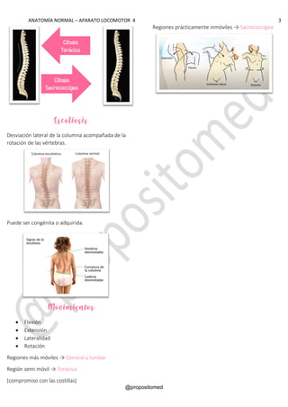 ANATOMÍA NORMAL – APARATO LOCOMOTOR 4 3
@propositomed
Escoliosis
Desviación lateral de la columna acompañada de la
rotación de las vértebras.
Puede ser congénita o adquirida.
Movimientos
• Flexión
• Extensión
• Lateralidad
• Rotación
Regiones más móviles → Cervical y lumbar
Región semi móvil → Torácica
(compromiso con las costillas)
Regiones prácticamente inmóviles → Sacrococcígea
Cifosis
Torácica
Cifosis
Sacrococcígea
 