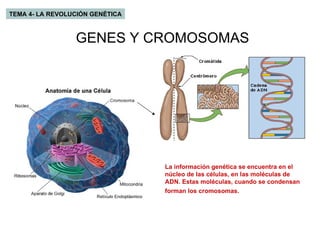 TEMA 4- LA REVOLUCIÓN GENÉTICA GENES Y CROMOSOMAS La información genética se encuentra en el núcleo de las células, en las moléculas de ADN. Estas moléculas, cuando se condensan forman los cromosomas.   