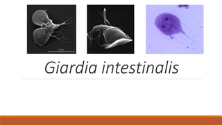 Giardia intestinalis
 