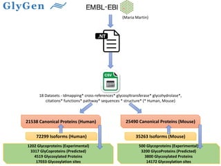 (Maria Martin)
18 Datasets - Idmapping* cross-references* glycosyltransferase* glycohydrolase*,
citations* functions* pathway* sequences * structure* (* Human, Mouse)
21538 Canonical Proteins (Human) 25490 Canonical Proteins (Mouse)
.NT
72299 Isoforms (Human) 35263 Isoforms (Mouse)
1202 Glycoproteins (Experimental)
3317 GlyCoproteins (Predicted)
4519 Glycosylated Proteins
17033 Glycosylation sites
500 Glycoproteins (Experimental)
3200 GlycoProteins (Predicted)
3800 Glycosylated Proteins
14172 Glycosylation sites
 