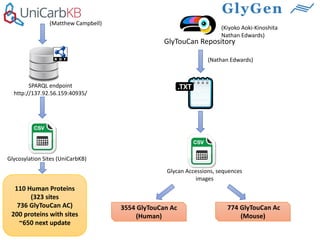 SPARQL endpoint
http://137.92.56.159:40935/
110 Human Proteins
(323 sites
736 GlyTouCan AC)
200 proteins with sites
~650 next update
Glycosylation Sites (UniCarbKB)
(Matthew Campbell)
GlyTouCan Repository
(Kiyoko Aoki-Kinoshita
Nathan Edwards)
(Nathan Edwards)
Glycan Accessions, sequences
images
3554 GlyTouCan Ac
(Human)
774 GlyTouCan Ac
(Mouse)
.TXT
 