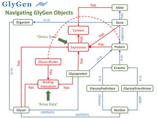 GeneOrganism
Expression Protein
Enzyme
GlycosyltransferaseGlycosylhydrolase
Residue
Context
is-in
encodesis-a
is-a
is-a
contains
adds
cleaves
is-in
has
has
is-a
has
has
has
Allele
has
has
contains
Glycan-Binder
Binding
Interactionhas has
has
“Omics Data”
“Array Data”
Glycan
Navigating GlyGen Objects
Glycoprotein
 