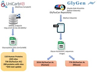SPARQL endpoint
http://137.92.56.159:40935/
110 Human Proteins
(323 sites
736 GlyTouCan AC)
200 proteins with sites
~650 next update
Glycosylation Sites (UniCarbKB)
(Matthew Campbell)
GlyTouCan Repository
(Kiyoko Aoki-Kinoshita
Nathan Edwards)
(Nathan Edwards)
Glycan Accessions, sequences
images
3554 GlyTouCan Ac
(Human)
774 GlyTouCan Ac
(Mouse)
.TXT
 