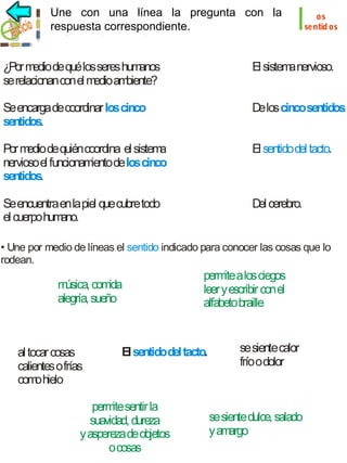 Une con una línea la pregunta con la
respuesta correspondiente.

l

os
sentid os

¿Por m de qué los seres hum
edio
anos
se relacionan con el m am
edio biente?

El sistem nervioso.
a

Se encarga de coordinar los cinco
sentidos.

D los cincosentidos.
e

Por m de quién coordina el sistem
edio
a
nervioso el funcionam
iento de los cinco
sentidos.

El sentido del tacto.

Se encuentra en la piel que cubre todo
el cuerpo hum
ano.

D cerebro.
el

• Une por medio de líneas el sentido indicado para conocer las cosas que lo
rodean.

m
úsica, com
ida
alegría, sueño

al tocar cosas
calientes o frías
com hielo
o

perm a los ciegos
ite
leer y escribir con el
alfabeto braille

El sentidodel tacto.

perm sentir la
ite
suavidad, dureza
y aspereza de objetos
o cosas

se siente calor
frío o dolor

se siente dulce, salado
y am
argo

 
