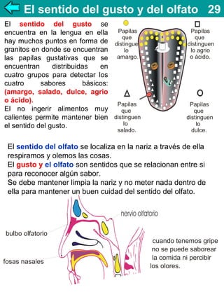 El sentido del gusto y del olfato 29
El sentido del gusto se
encuentra en la lengua en ella Papilas
que
hay muchos puntos en forma de distinguen
granitos en donde se encuentran
lo
las papilas gustativas que se amargo.
encuentran
distribuidas
en
cuatro grupos para detectar los
cuatro
sabores
básicos:
(amargo, salado, dulce, agrio
o ácido).
Papilas
El no ingerir alimentos muy
que
calientes permite mantener bien distinguen
lo
el sentido del gusto.
salado.

Papilas
que
distinguen
lo agrio
o ácido.

Papilas
que
distinguen
lo
dulce.

El sentido del olfato se localiza en la nariz a través de ella
respiramos y olemos las cosas.
El gusto y el olfato son sentidos que se relacionan entre si
para reconocer algún sabor.
Se debe mantener limpia la nariz y no meter nada dentro de
ella para mantener un buen cuidad del sentido del olfato.

bulbo olfatorio

fosas nasales

cuando tenemos gripe
no se puede saborear
la comida ni percibir
los olores.

 