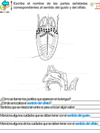 Escribe el nombre de las partes señaladas
correspondientes al sentido del gusto y del olfato.

e

l gusto
y el
olfa to

¿Cóm se llam los puntitos que aparecen en la lengua? ___________________
o
an
¿Dónde se localiza el sentido del olfato? ________________________________
Sentidos que se relacionan entre sí para conocer algún sabor _________________
__________________________________________________________________
M
enciona algunos cuidados que se deben tener con el sentidodel gusto_______
__________________________________________________________________
M
enciona algunos de los cuidados que se deben tener con el sentido del olfato __
__________________________________________________________________

 