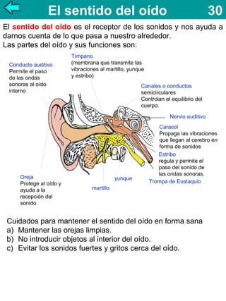 El sentido del oído

30

El sentido del oído es el receptor de los sonidos y nos ayuda a
darnos cuenta de lo que pasa a nuestro alrededor.
Las partes del oído y sus funciones son:
Conducto auditivo
Permite el paso
de las ondas
sonoras al oído
interno

Tímpano
(membrana que transmite las
vibraciones al martillo, yunque
y estribo)
Canales o conductos
semicirculares
Controlan el equilibrio del
cuerpo.
Nervio auditivo

Oreja
Protege al oído y
ayuda a la
recepción del
sonido

yunque

Caracol
Propaga las vibraciones
que llegan al cerebro en
forma de sonidos
Estribo
regula y permite el
paso del sonido de
las ondas sonoras.
Trompa de Eustaquio

martillo

Cuidados para mantener el sentido del oído en forma sana
a) Mantener las orejas limpias.
b) No introducir objetos al interior del oído.
c) Evitar los sonidos fuertes y gritos cerca del oído.

 