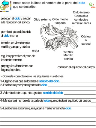 Anota sobre la línea el nombre de la parte del oído
oído
que se describe.

e

l
oído

Oído interno
Canales o
protegen al oído y ayudan Oídoexte rno
O ído externo Oído medio
Oído me dio
Oído inte rno
conductos
tímpano
c anales o conduc tos
a la recepción del sonido.
tímpano
semicirculares
semic irc ulares

perm el paso del sonido
ite
al oído interno.

Cóclea
c óc lea o c arac ol
o
caracol

trasm las vibraciones al
ite
m
artillo, yunque y estribo.
oreja
oreja

regulan y permiten el paso de
las ondas sonoras.
propaga las vibraciones que
llegan al cerebro.

martillo
yunque
estribo
Martillo
estribo

controlan el equilibrio del cuerpo.

• Contesta correctamente las siguientes cuestiones.

1.-Orgáno en el que se localiza el sentido del oído. _________________________
2.-Escribe las principales partes del oído. _________________________________
___________________________________________________________________
3.-Además de oír a que nos ayuda el sentido del oído. ______________________
___________________________________________________________________
4.-M
enciona el nom de la parte del oído que controla el equilibrio del cuerpo ___
bre
___________________________________________________________________
5.-Escribe tres acciones que ayudan a m
antener sano tu oído.

___________________________________________________________________
___________________________________________________________________
___________________________________________________________________

 